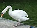 085_Swan in Schlobpark Charlottenburg.JPG